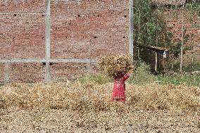 Wheat Harvest In Najibabad