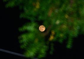 Full Moon Strawberry Moon In India