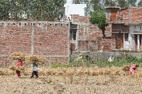 Wheat Harvest In Najibabad