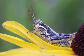 Red-legged Grasshopper Nymph