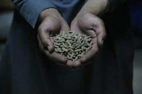 AFGHANISTAN-PAKTIA-PINE NUTS-CHINA-TRADE
