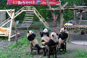 Giant Pandass Eat Hot Pot Cake To Celebrate Their 5th Birthday at Chongqing Zoo