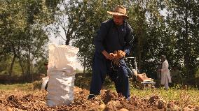 AFGHANISTAN-KABUL-POTATOES