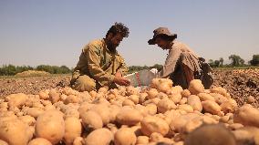 AFGHANISTAN-KABUL-POTATOES