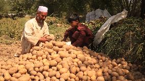 AFGHANISTAN-KABUL-POTATOES