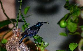 Purple Sunbird (Cinnyris Asiaticus) - Animal India