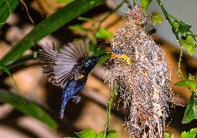 Purple Sunbird (Cinnyris Asiaticus) - Animal India