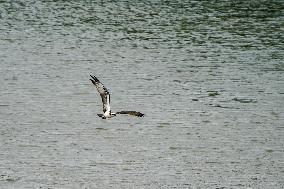 Osprey Hunting Over The Great Miami River In Ohio