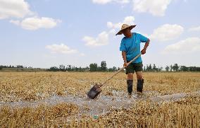 Yellow River Drought-resistant