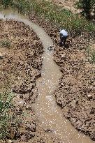 Yellow River Drought-resistant