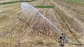 Yellow River Drought-resistant