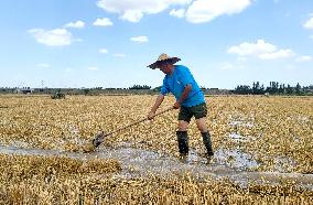 Yellow River Drought-resistant