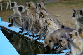 Monkeys Drinking Water During The Hot Summer - India