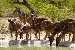 A Group of Deers Drinking Water On The Hot Summer Day - India