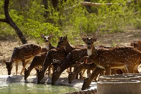 A Group of Deers Drinking Water On The Hot Summer Day - India