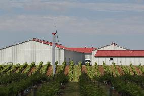 Wine Production In Niagara-on-the Lake