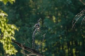 Wildlife At The Oxbow Nature Conservancy