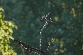 Wildlife At The Oxbow Nature Conservancy