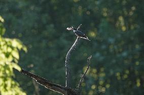 Wildlife At The Oxbow Nature Conservancy