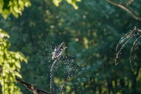 Wildlife At The Oxbow Nature Conservancy