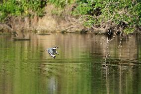 Wildlife At The Oxbow Nature Conservancy