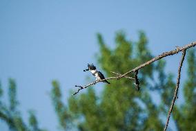 Wildlife At The Oxbow Nature Conservancy