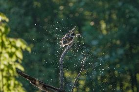 Wildlife At The Oxbow Nature Conservancy