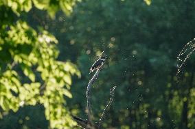 Wildlife At The Oxbow Nature Conservancy