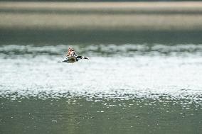 Wildlife At The Oxbow Nature Conservancy