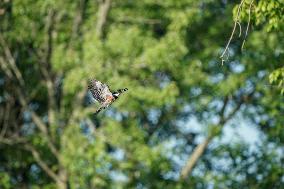 Wildlife At The Oxbow Nature Conservancy