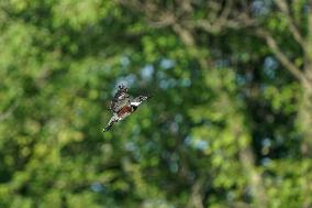 Wildlife At The Oxbow Nature Conservancy