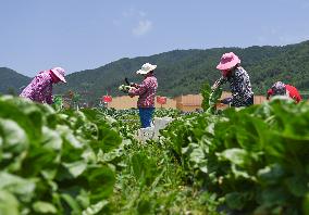 CHINA-SHAANXI-BAOJI-AGRICULTURE-GREEN DEVELOPMENT (CN)