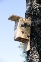 Bat boxes