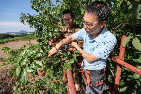 (HainanOutlook)CHINA-HAINAN-RUBBER TREE BREEDING-EXPERTS (CN)