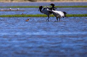 CHINA-XIZANG-NAGQU-QIANGTANG GRASSLAND-WILD ANIMALS (CN)