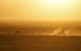 CHINA-XIZANG-NAGQU-QIANGTANG GRASSLAND-WILD ANIMALS (CN)