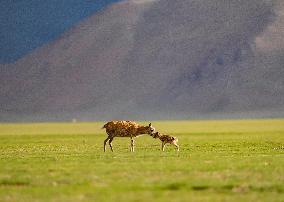 CHINA-XIZANG-NAGQU-QIANGTANG GRASSLAND-WILD ANIMALS (CN)