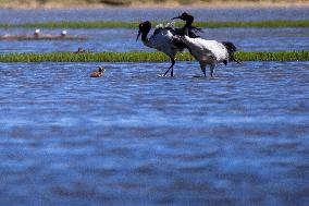 CHINA-XIZANG-NAGQU-QIANGTANG GRASSLAND-WILD ANIMALS (CN)