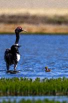 CHINA-XIZANG-NAGQU-QIANGTANG GRASSLAND-WILD ANIMALS (CN)