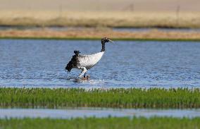 CHINA-XIZANG-NAGQU-QIANGTANG GRASSLAND-WILD ANIMALS (CN)