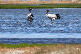 CHINA-XIZANG-NAGQU-QIANGTANG GRASSLAND-WILD ANIMALS (CN)