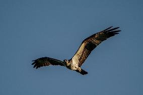 Wildlife At The Oxbow Nature Conservancy