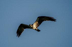 Wildlife At The Oxbow Nature Conservancy