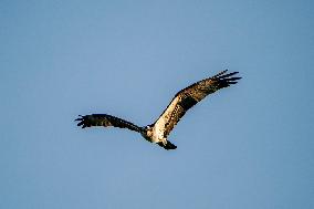 Wildlife At The Oxbow Nature Conservancy