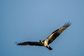 Wildlife At The Oxbow Nature Conservancy