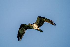 Wildlife At The Oxbow Nature Conservancy