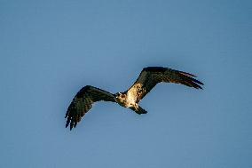 Wildlife At The Oxbow Nature Conservancy