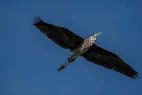 Wildlife At The Oxbow Nature Conservancy