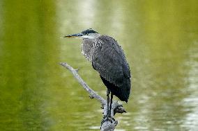 Wildlife At The Oxbow Nature Conservancy