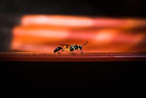 Black Mud-dauber Wasps - Sceliphron